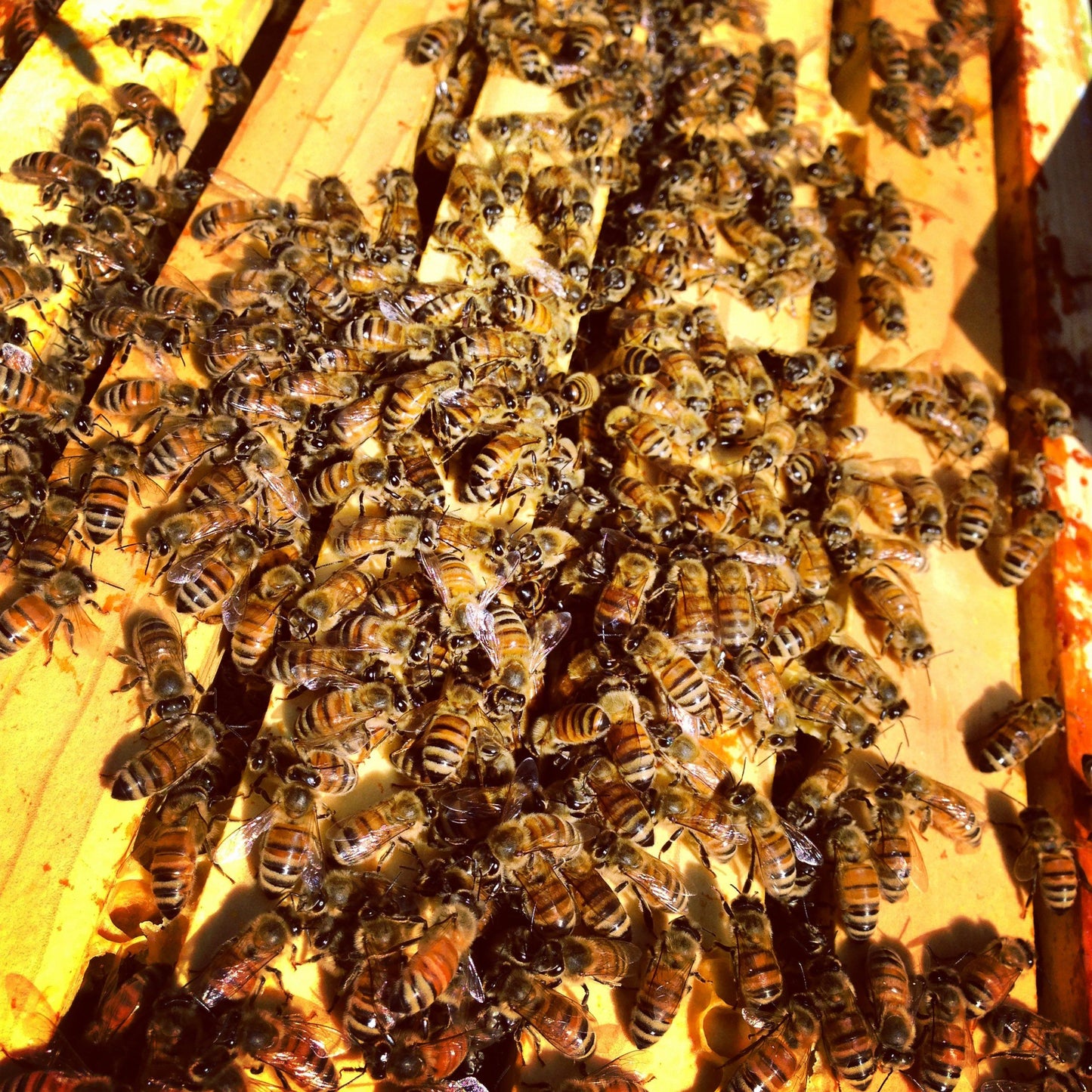 LBR 1oz Beeswax Bars from our Honey Bees