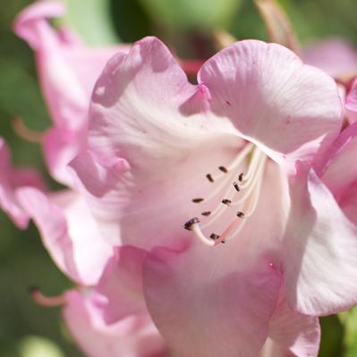 Crystal Springs Rhododendron Garden | Portland Oregon